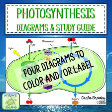 This Really Helped My Biology Students Understand Photosynthesis Photosynthesis Study Guide High School Biology