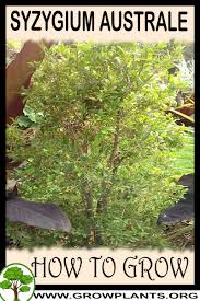 Image result for Syzygium rowlandii