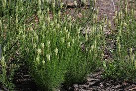 Image result for Hebenstretia