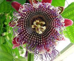 Passiflora Quadrangularis Passiflora Passion Flower Plants