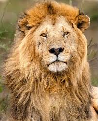 German Shepherd & Boerboel puppies, looking for new homes Price & delivery  📞 0754266635