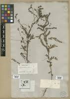 Image result for Phyllanthus pseudoniruri