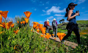 Image result for 2019 spring wildflowers in California