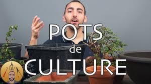 Graine bonsai sur cdiscount ! Faire Un Bonsai A Partir D Une Graine Afdb Youtube