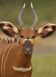 The Bongo Is A Large Antelope Living In Africa It Has A Reddish Brown Coat With Narrow White Stripes The Pattern Of The African Animals Animal Planet Animals