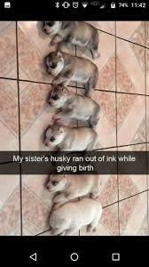 Wow This Is Actually Really Cool Baby Animals Funny Cute Animal Memes Funny Animal Quotes