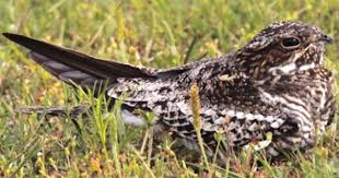 Identification Birds Of Prey In Georgia Eastern Whip Poor Will Backyard Birds Birds Of Georgia Common Birds