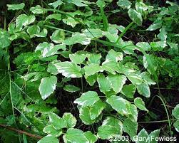 Same day delivery & 20% off! Invasive Plants Of Wisconsin Aegopodium Podagraria Snow On The Mountain