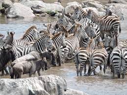 Tanzania Mara River Northern Serengeti Zebra Crossing During The Annual Migration African Wildlife African Animals Animals Beautiful