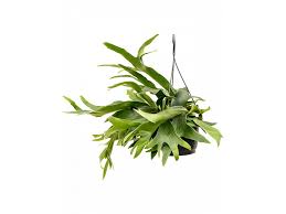 Image result for parožnatka Platycerium