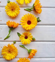 Miracle Flower In 2020 Calendula Calendula Benefits Healing Salves