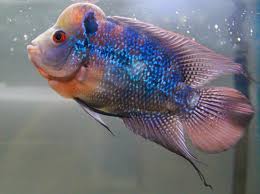 Hal ini disebab kan oleh penduduk setempat yang sempat membunuh seluruh awak kapal belanda, jakkarta dan watchman. 10 Extremely Colorful Freshwater Fish Nature Babamail Freshwater Aquarium Fish Freshwater Fish Aquarium Fish