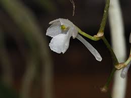 Image result for Rhipidoglossum bilobatum