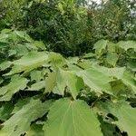 Image result for Triumfetta cordifolia