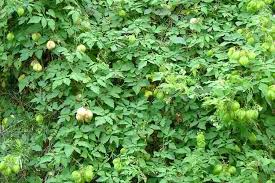 Image result for Cardiospermum