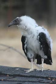 Black And White Turkey Vulture Baby Turkey Buzzard Baby Animals Cute Animals Animals