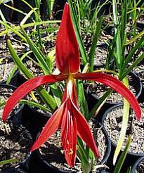 Image result for Sprekelia