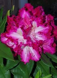 Rhododendron Burgundy Lace Rhododendrons Hybrids Species Burgundy Lace Rhododendron Burgundy