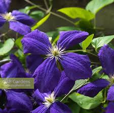 4.2 out of 5 stars 139. Images Found For Clematis Jackmanii Gap Gardens Page 1