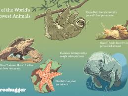 In this article, we show a list of animals that start with the letter x in english. 8 Slowest Animals In The World
