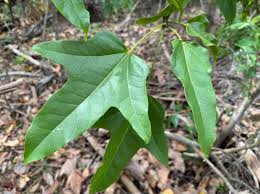 Image result for Brachychiton