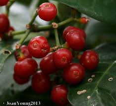 Image result for Psychotria capensis