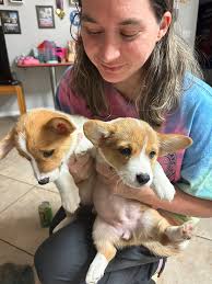 We just got married with our puppies ❤️ just wanted to share 🙏