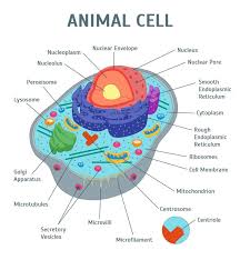 Image Of An Animal Cell Diagram With Each Organelle Labeled Animal Cell Cell Diagram Animal Cell Anatomy