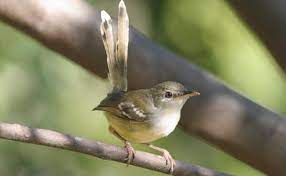 Cara memilih prenjak lumut bakalan dan perawatannya. Perbedaan Ciblek Jantan Dan Betina Beserta Jenisnya Cute766