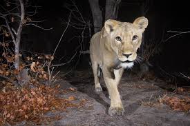 Get the latest spy gear from brickhouse security. Using Ai To Find Where The Wild Things Are