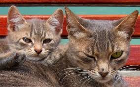 Kediler Ne Kadar Yasar My Animals