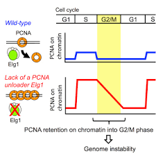 One significant difference between growth phases is that the first growth phase is about cell growth while g2 is about cell division. Pcna Retention On Dna Into G2 M Phase Causes Genome Instability In Cells Lacking Elg1 Cell Reports