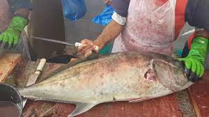 Pollock fish are a whitefish that have a strong to mild flavor. Giant Trevally 35 Lbs 200 Fish Fillet Primitive Ways Large Big Trevally Fish Fillet Fish Cutting Youtube