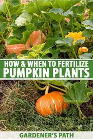 How And When To Fertilize Your Pumpkin Plants Gardener S Path Planting Pumpkins Growing Pumpkins Pumpkin Garden