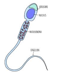 Check spelling or type a new query. Cell Structure The Science Hive