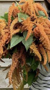 Amaranth Flower Amaranth Flower Flowers Flowers For Sale