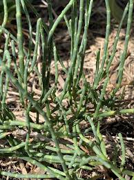 Image result for Sarcocornia