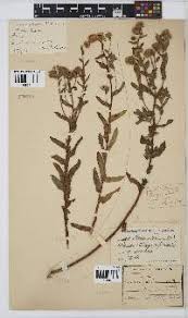 Image result for Doellia cafra