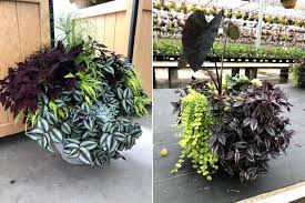 Lime green plants for pots. Cool Combo Containers To Consider Gardening In Michigan