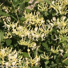 Let's start a colorful adventure! Scentsation Honeysuckle Lonicera Periclymenum Proven Winners