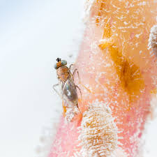 Image result for puklice švestková obrázek