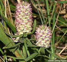 Image result for Polygala capillaris