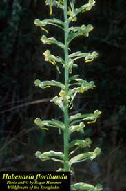 Image result for Habenaria tweedieae