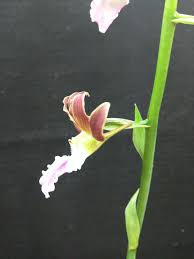 Image result for Eulophia guineensis