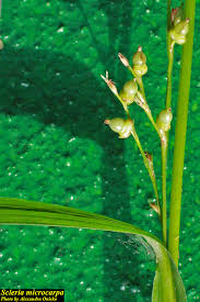 Image result for Scleria foliosa