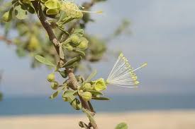 Image result for Maerua juncea