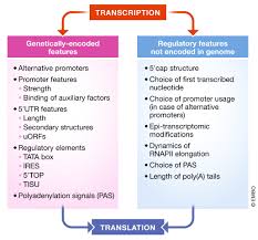 Ribosomes are complex machinery in the cells that are responsible for making proteins. So Close No Matter How Far Multiple Paths Connecting Transcription To Mrna Translation In Eukaryotes Embo Reports