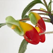 Image result for Impatiens niamniamensis