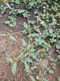 Image result for Boerhavia erecta
