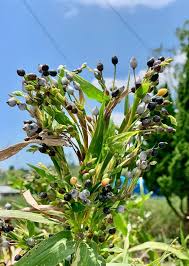 Image result for Coix lacryma-jobi